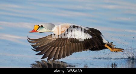 Re maschio eider (Somateria spectabilis) in volo su acqua, Batsfjord, Norvegia, Marzo. Foto Stock