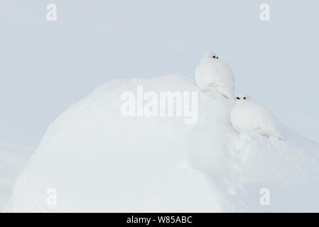 Due femmina pernice bianca (Lagopus mutus) in inverno piumaggio, Utsjoki, Finlandia, Aprile. Foto Stock