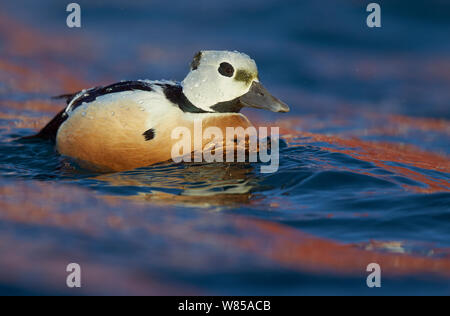 Maschio di Steller eider (Polysticta stelleri), Batsfjord, Norvegia, Marzo Foto Stock