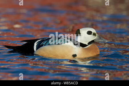 Maschio di Steller eider (Polysticta stelleri), Batsfjord, Norvegia, Marzo Foto Stock