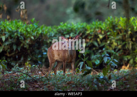 Rosso del sud muntjac (Muntiacus muntjak) femmina, Anamalai Riserva della Tigre, i Ghati Occidentali, Tamil Nadu, India. Foto Stock