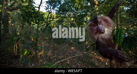 Lion-coda Macaque (Macaca silenus) sub-maschio adulto seduto in una struttura ad albero. Anamalai Riserva della Tigre, i Ghati Occidentali, Tamil Nadu, India. Foto Stock