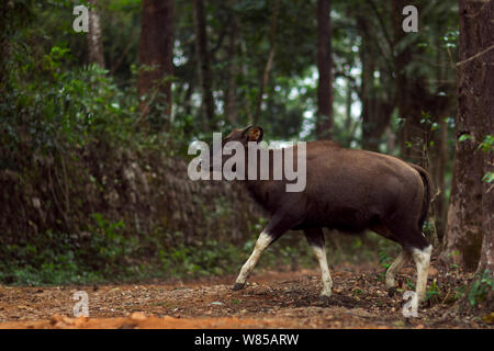 Gaur (Bos gaurus) giovani di sesso maschile, Anamalai Riserva della Tigre, i Ghati Occidentali, Tamil Nadu, India. Foto Stock