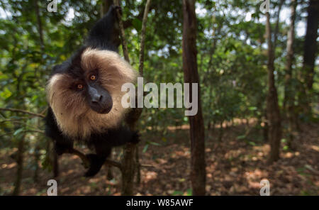 Lion-coda Macaque (Macaca silenus) sub-maschio adulto seduto in una struttura ad albero. Anamalai Riserva della Tigre, i Ghati Occidentali, Tamil Nadu, India. Foto Stock