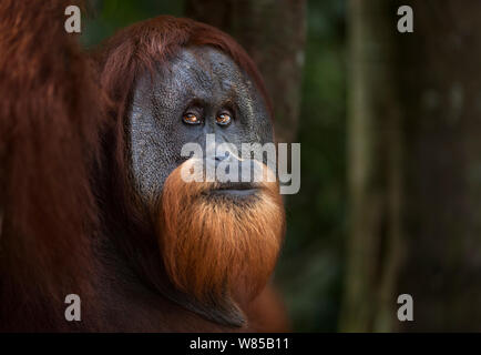 Orangutan di Sumatra (Pongo abelii) maschio maturo 'Halik' invecchiato 26 anni ritratto. Gunung Leuser National Park, Sumatra, Indonesia. Riabilitate e rilasciate (o discendenti di coloro che sono stati liberati) tra 1973 e 1995. Foto Stock