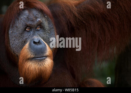 Orangutan di Sumatra (Pongo abelii) maschio maturo 'Halik' invecchiato 26 anni ritratto. Gunung Leuser National Park, Sumatra, Indonesia. Riabilitate e rilasciate (o discendenti di coloro che sono stati liberati) tra 1973 e 1995. Foto Stock