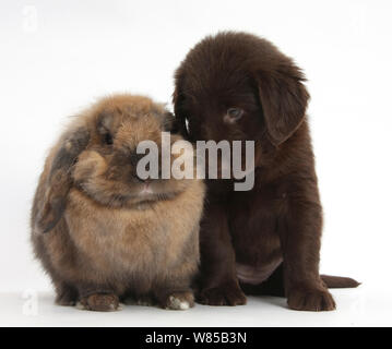 Fegato Flatcoated Retriever cucciolo, 6 settimane, con Lop Lionhead rabbit, Dibdab. Foto Stock