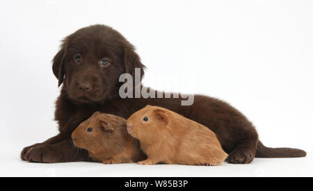 Fegato Flatcoated Retriever cucciolo, 6 settimane, con due baby cavie. Foto Stock