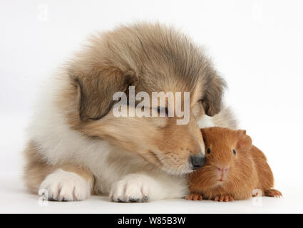 Sable ruvida Collie cucciolo e colore rosso del bambino di cavia. Foto Stock