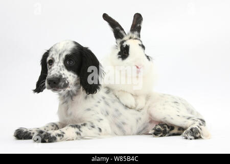 In bianco e nero Border Collie x Cocker Spaniel cucciolo, 11 settimane, con abbinamento di coniglio, Bandit. Foto Stock