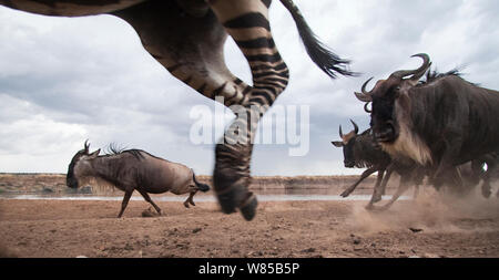 Bianco orientale-barbuto GNU (Connochaetes taurinus) e comuni o pianure Zebra (Equus quagga burchellii) mandria mista in esecuzione. Masai Mara riserva nazionale del Kenya. Prese con telecomando ampio angolo fotocamera. Foto Stock