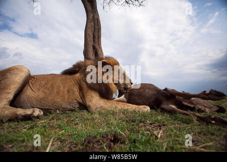 Lion (Panthera leo) vecchio maschio con un occhio alimentazione su un kill. Masai Mara riserva nazionale del Kenya. Prese con telecomando ampio angolo fotocamera. Foto Stock