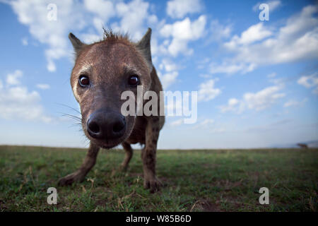 Spotted hyena (Crocuta crocuta) si avvicina con curiosità. Masai Mara riserva nazionale del Kenya. Prese con telecomando ampio angolo fotocamera. Foto Stock