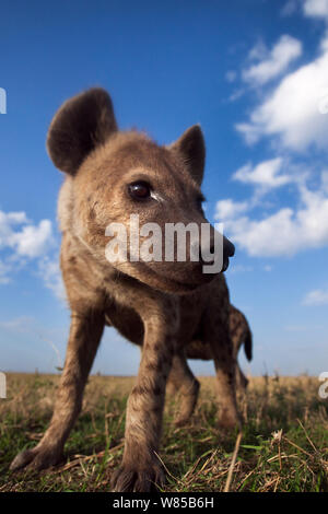 Spotted hyena (Crocuta crocuta) si avvicina con curiosità. Masai Mara riserva nazionale del Kenya. Prese con telecomando ampio angolo fotocamera. Foto Stock