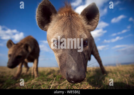 Avvistato iene (Crocuta crocuta) si avvicina con curiosità. Masai Mara riserva nazionale del Kenya. Prese con telecomando ampio angolo fotocamera. Foto Stock