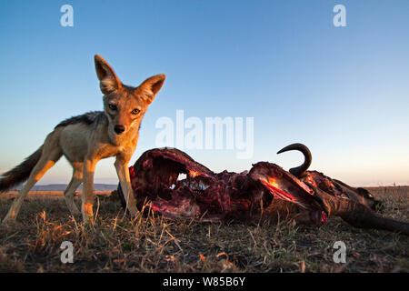 Nero-backed jackal (Canis mesomelas) in piedi accanto ad una carcassa di GNU. Masai Mara riserva nazionale del Kenya. Prese con telecomando ampio angolo fotocamera. Foto Stock