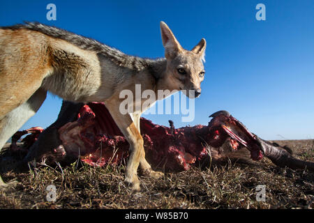 Nero-backed jackal (Canis mesomelas) in piedi da una carcassa di GNU. Masai Mara riserva nazionale del Kenya. Prese con telecomando ampio angolo fotocamera. Foto Stock