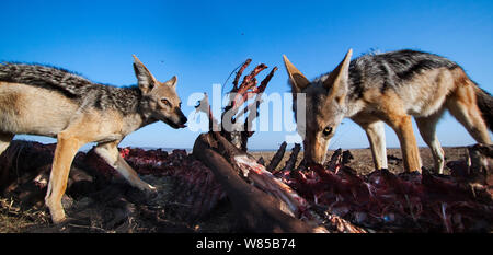 Nero-backed sciacalli (Canis mesomelas) alimentazione su una carcassa di GNU. Masai Mara riserva nazionale del Kenya. Prese con telecomando ampio angolo fotocamera. Foto Stock