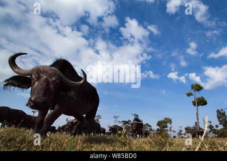 Bufali (Syncerus caffer) giovane maschio si avvicina con curiosità. Masai Mara riserva Nationa, Kenya. Prese con telecomando ampio angolo fotocamera. Foto Stock