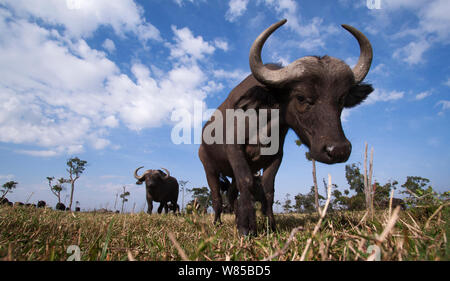 Bufali (Syncerus caffer) giovane maschio si avvicina con curiosità. Masai Mara riserva Nationa, Kenya. Prese con telecomando ampio angolo fotocamera. Foto Stock