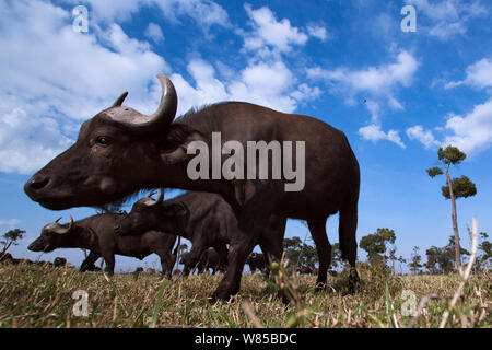 Bufali (Syncerus caffer) giovane maschio si avvicina con curiosità. Masai Mara riserva Nationa, Kenya. Prese con telecomando ampio angolo fotocamera. Foto Stock