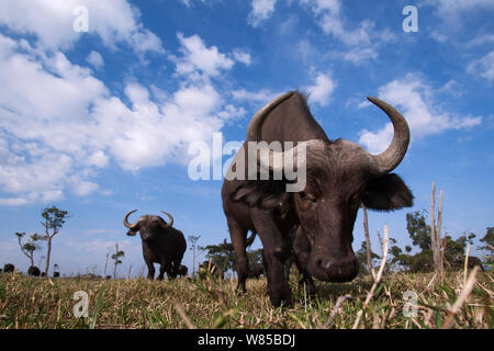 Bufali (Syncerus caffer) giovane maschio si avvicina con curiosità. Masai Mara riserva Nationa, Kenya. Prese con telecomando ampio angolo fotocamera. Foto Stock