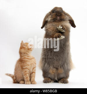 Lo zenzero gattino e Lionhead-Lop coniglio, Dibdab, contro uno sfondo bianco Foto Stock