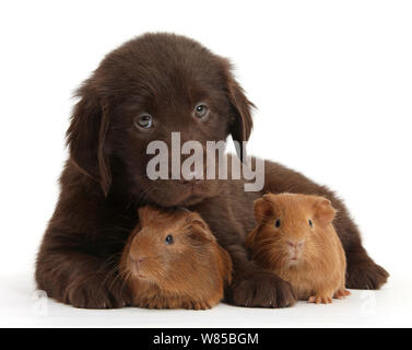 Fegato Flatcoated Retriever cucciolo, 6 settimane, con due piccoli porcellini d'India, contro uno sfondo bianco Foto Stock