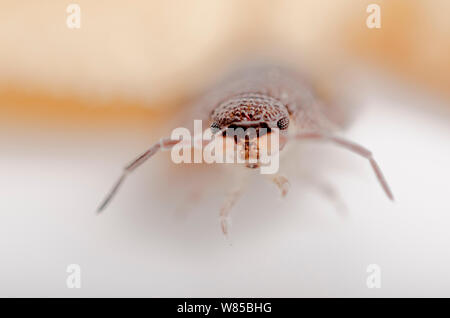 Comune (woodlouse Oniscus asellus) close up ritratto, UK, captive Foto Stock