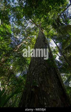 Honduregni / Big-foglia albero di mogano (Swietenia macrophylla) Parco Nazionale del Manu, Perù Foto Stock