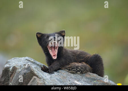 Arctic Fox (Alopex lagopus) sbadigli. A ovest di fiordi, Islanda, Luglio. Foto Stock