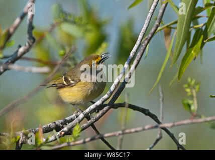 Bianco-eyed (Vireo Vireo griseus) arroccato, Everglades della Florida, USA, Marzo. Foto Stock