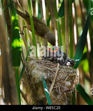 Trillo Reed (Acrocephalus scirpaceus) alimentazione (cuculo Cuculus canorus) pulcino nel nido reedbed, Norfolk, maggio. Foto Stock