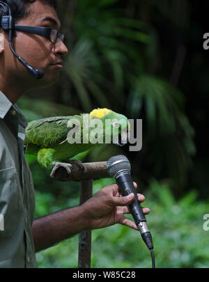 Amigo, un giallo-naped Amazon Parrot (Amazona auropalliata) cantare nel microfono, stella del "Uccelli N Buddies Show' al Parco degli Uccelli di Jurong, Singapore, Novembre 2011. Foto Stock
