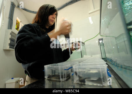 Girini del maiorchino di ostetrica toad (Alytes muletensis) nel laboratorio di essere trattati contro chytridiomycosis. La procedura dura cinque giorni prima che gli animali possono essere liberati nel loro habitat naturale. Maiorca, Spagna, aprile 2009. Foto Stock