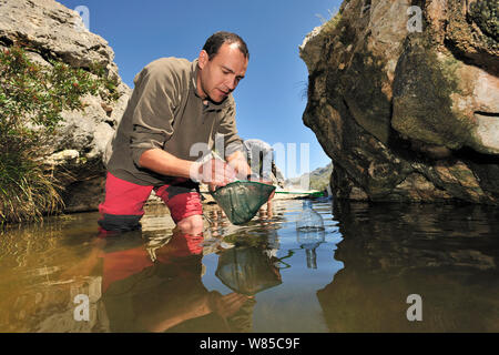 Il dott. Jaime Bosch in cerca dell'ostetrica maiorchino toad (Alytes muletensis). Questo stagno è l'habitat per la levatrice maiorchino toad (Alytes muletensis) Torrent de s'Esmorcador, Maiorca, Spagna, aprile 2009. Foto Stock