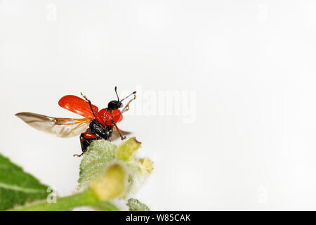 Hazel foglia-Curculione rullo (Apoderus coryli) prendendo il largo da foglia, Westensee, in Germania, in giugno. Captive. Foto Stock