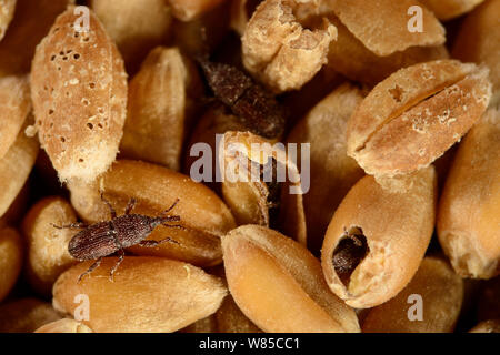 Curculione di grano (Sitophilus granarius) tra i chicchi di grano, captive, Karlsruhe, Germania, Ottobre. Foto Stock