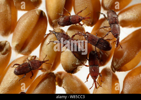 Curculione di grano (Sitophilus granarius) tra i chicchi di grano, captive, Karlsruhe, Germania, Ottobre. Foto Stock