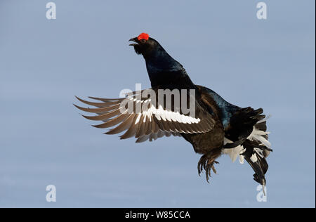 Maschio nero gallo cedrone (Tetrao / Lyrurus tetrix) in volo, Utajarvi, Finlandia, Aprile. Foto Stock