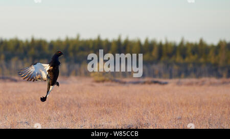 Maschio nero gallo cedrone (Tetrao / Lyrurus tetrix) in volo in autunno lek, Utajarvi, in Finlandia, in ottobre. Foto Stock