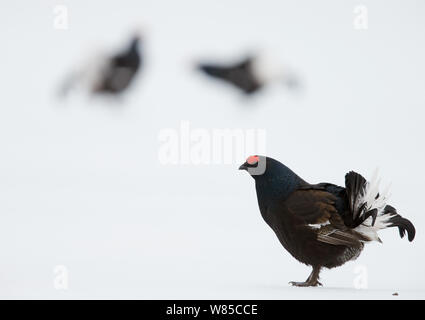 Maschio nero gallo cedrone (Tetrao / Lyrurus tetrix) sulla neve, Utajarvi, Finlandia, Aprile. Foto Stock