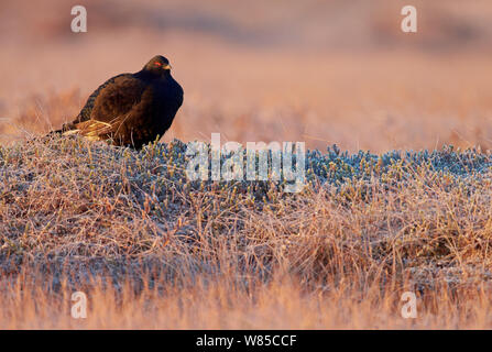 Maschio nero gallo cedrone (Tetrao / Lyrurus tetrix) in autunno lek, Utajarvi, in Finlandia, in ottobre. Foto Stock