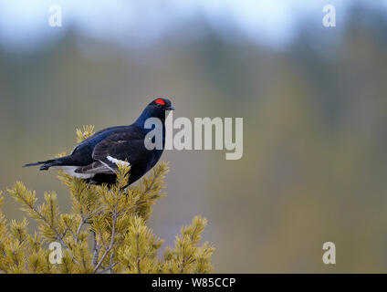 Maschio nero gallo cedrone (Tetrao / Lyrurus tetrix) arroccato in cima di conifere, Vaala, Finlandia, Aprile. Foto Stock
