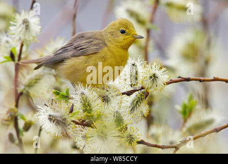 Giardino trillo (Sylvia borin) arroccato su ramoscello coperto di salice (Salix sp) il polline causando fenomeni di ingiallimento di piume, Uto, Finlandia, maggio. Foto Stock