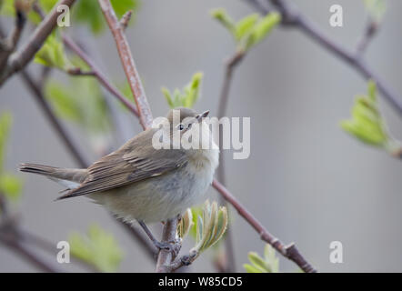 Giardino trillo (Sylvia borin) arroccato su ramoscello, Uto, Finlandia, maggio. Foto Stock