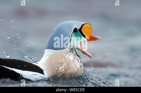 Re maschio eider duck (Somateria spectabilis) sull'acqua, chiamando, Batsfjord, Norvegia, Marzo. Foto Stock