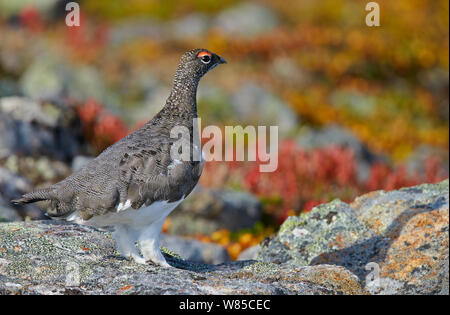 Maschio di pernice bianca (Lagopus muta) su roccia, Utsjoki, Finlandia, settembre. Foto Stock