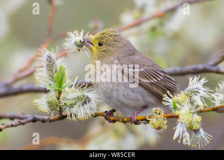 Scarlet rosefinch (Carpodacus erythrinus) alimentazione, capo coperto in Willow polline, Uto, Finlandia, maggio. Foto Stock