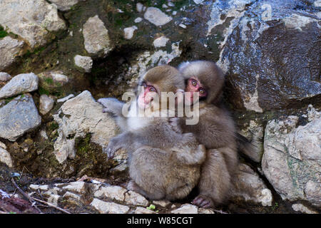 Macaque giapponese (Macaca fuscata) i bambini a giocare. Jigokudani Yean-Koen National Park, Giappone, febbraio. Foto Stock